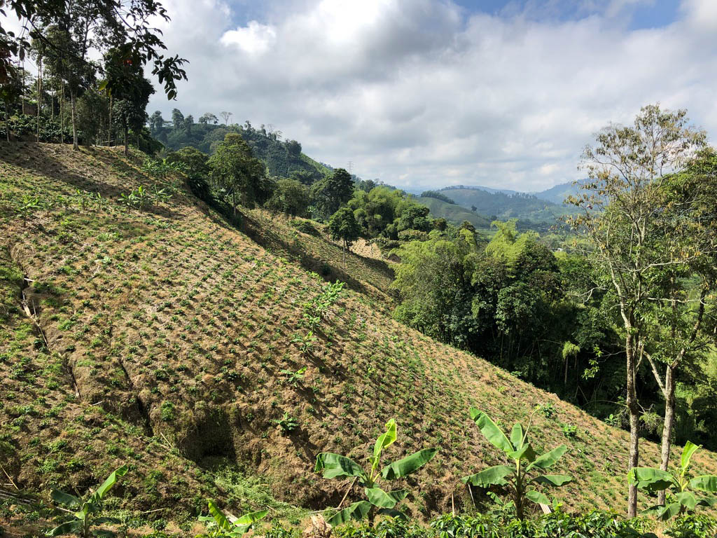 A coffee farm