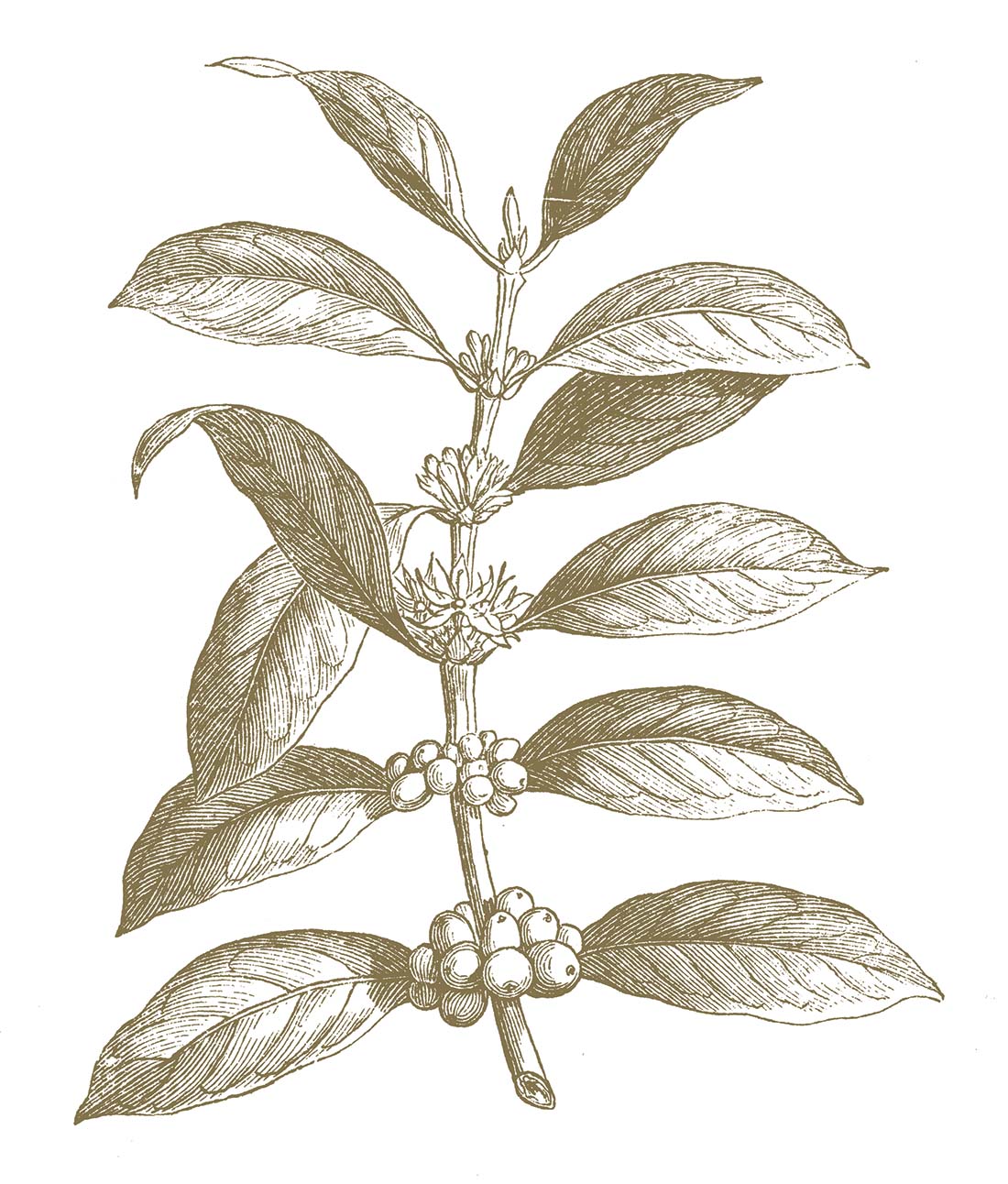 arabica